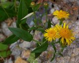 Inula aspera. Верхушечное соцветие с корзинками разной степени раскрытия (виден характер обёртки). Южный берег Крыма, лес возле Понизовки. 3 июля 2011 г.