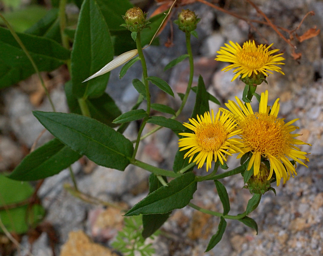 Изображение особи Inula aspera.