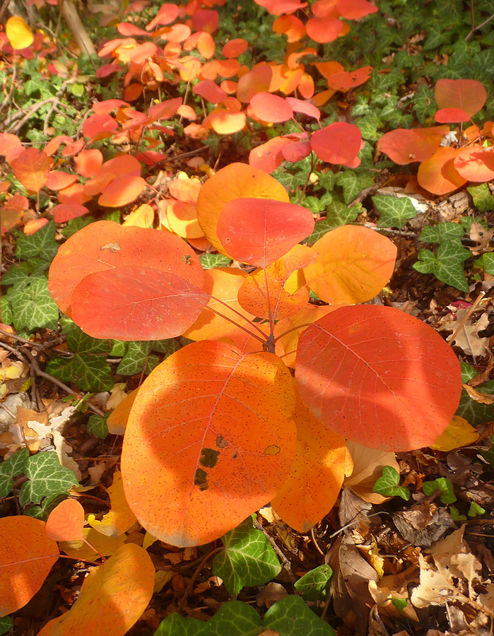 Image of Cotinus coggygria specimen.