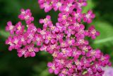 Achillea millefolium. Соцветия (форма с ярко-розовыми цветками). Московская область, Раменский р-н, окрестности дер. Хрипань, дачный участок. 23.07.2007.