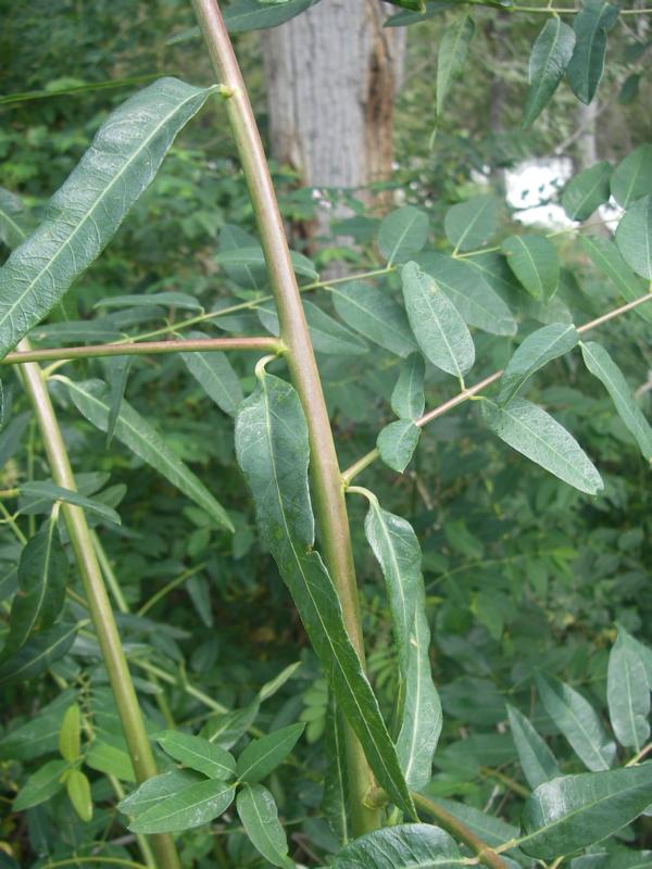 Image of Trachomitum lancifolium specimen.