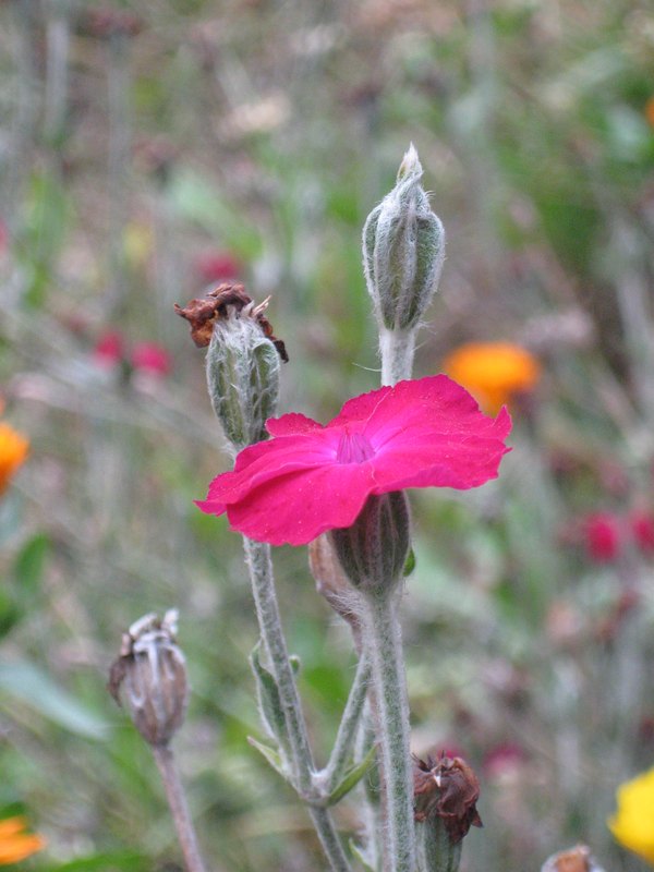 Изображение особи Lychnis coronaria.