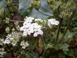 Heracleum sosnowskyi