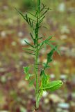 Sisymbrium altissimum