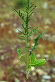 Sisymbrium altissimum. Нижняя часть цветущего растения. Казахстан, Жамбылская обл., Таласский р-н, горки юго-западнее пос. Тамды. 07.05.2011.