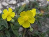 Helianthemum buschii