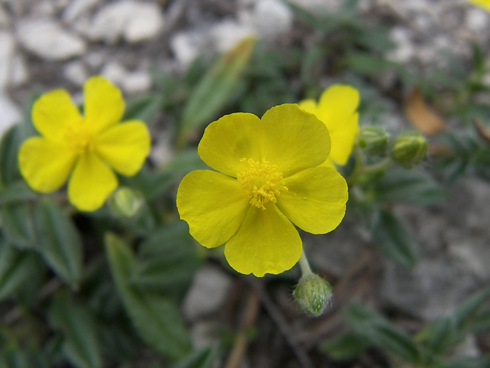 Изображение особи Helianthemum buschii.