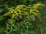 Solidago canadensis