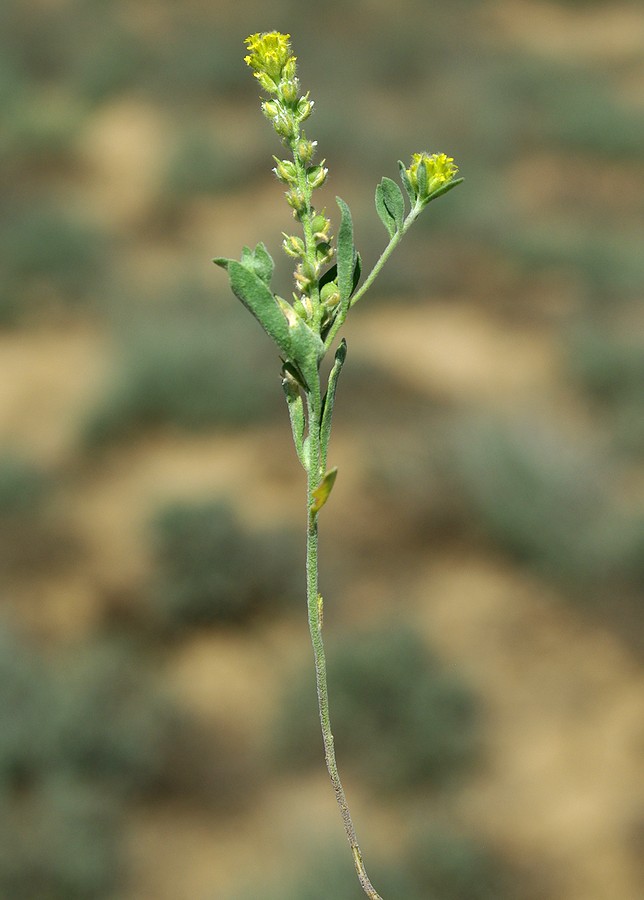 Image of Alyssum dasycarpum specimen.