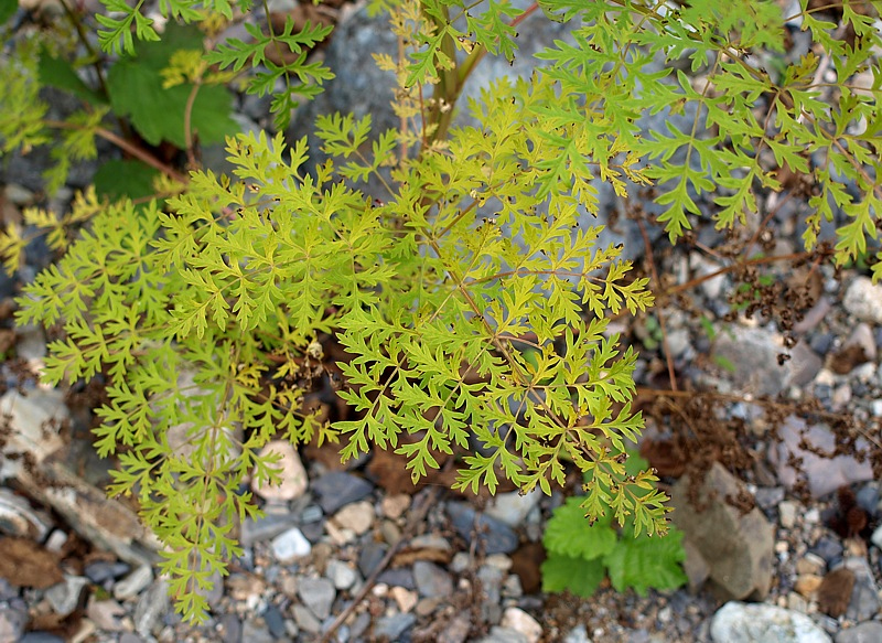 Image of familia Apiaceae specimen.