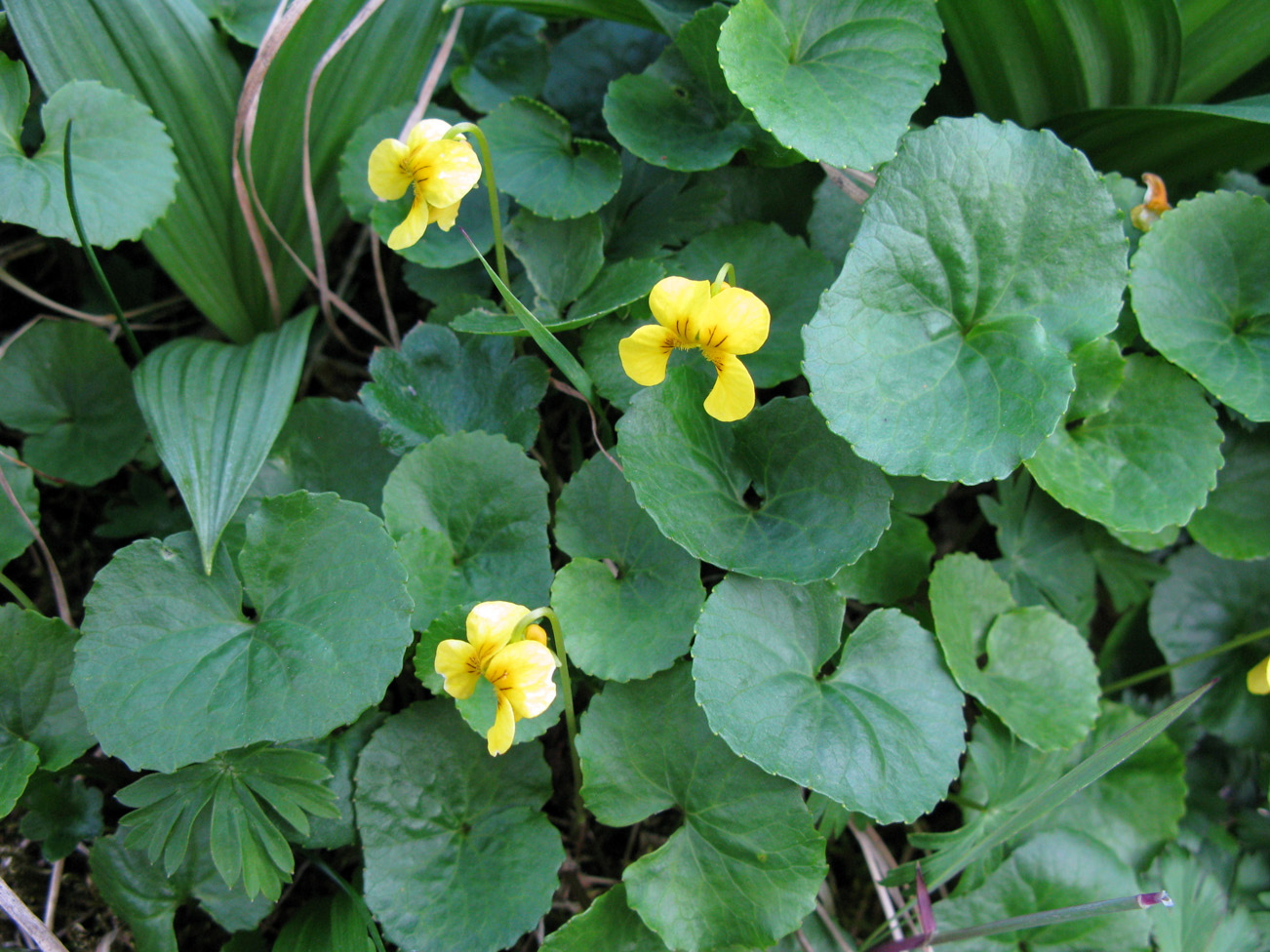 Image of Viola kusnezowiana specimen.