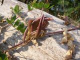 Astragalus glycyphyllos. Созревающие плоды. Курская обл., г. Железногорск, берег вдхр. на р. Погарщина. 19 июля 2007 г.