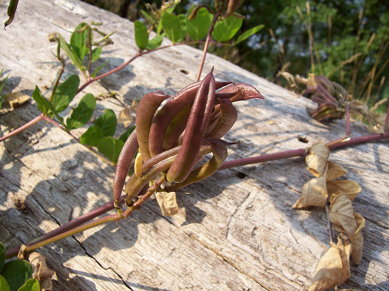Image of Astragalus glycyphyllos specimen.