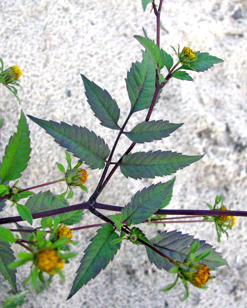 Image of Bidens frondosa specimen.