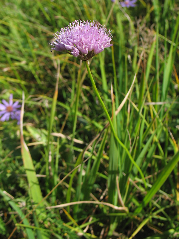 Image of Allium lusitanicum specimen.