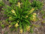 Oxytropis muricata