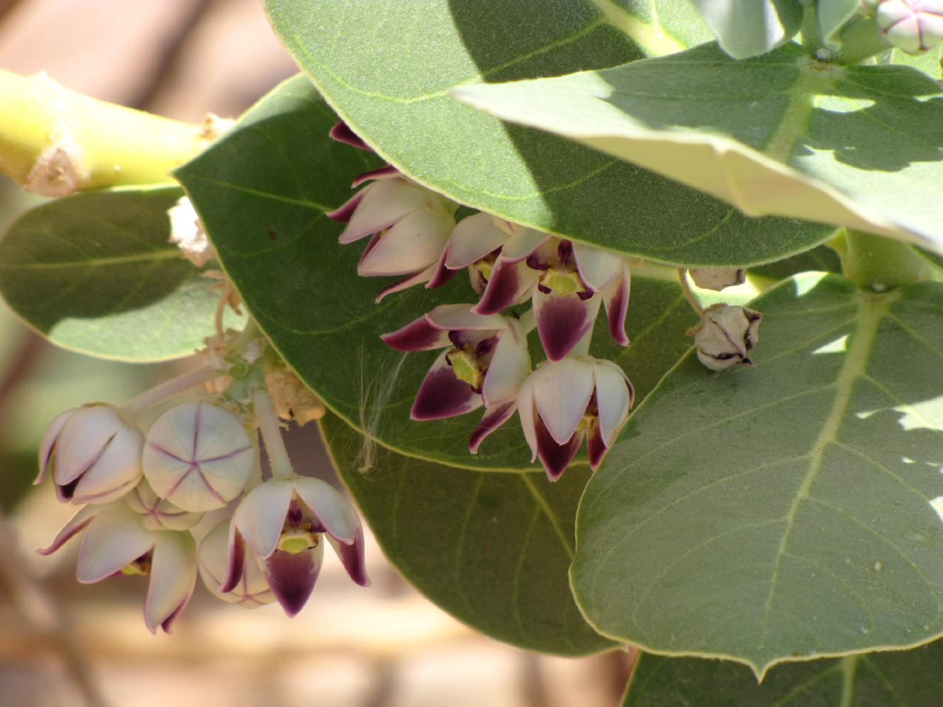 Изображение особи Calotropis procera.