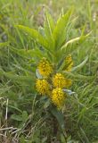 Naumburgia thyrsiflora