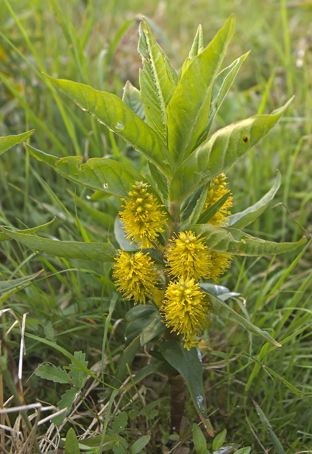 Изображение особи Naumburgia thyrsiflora.