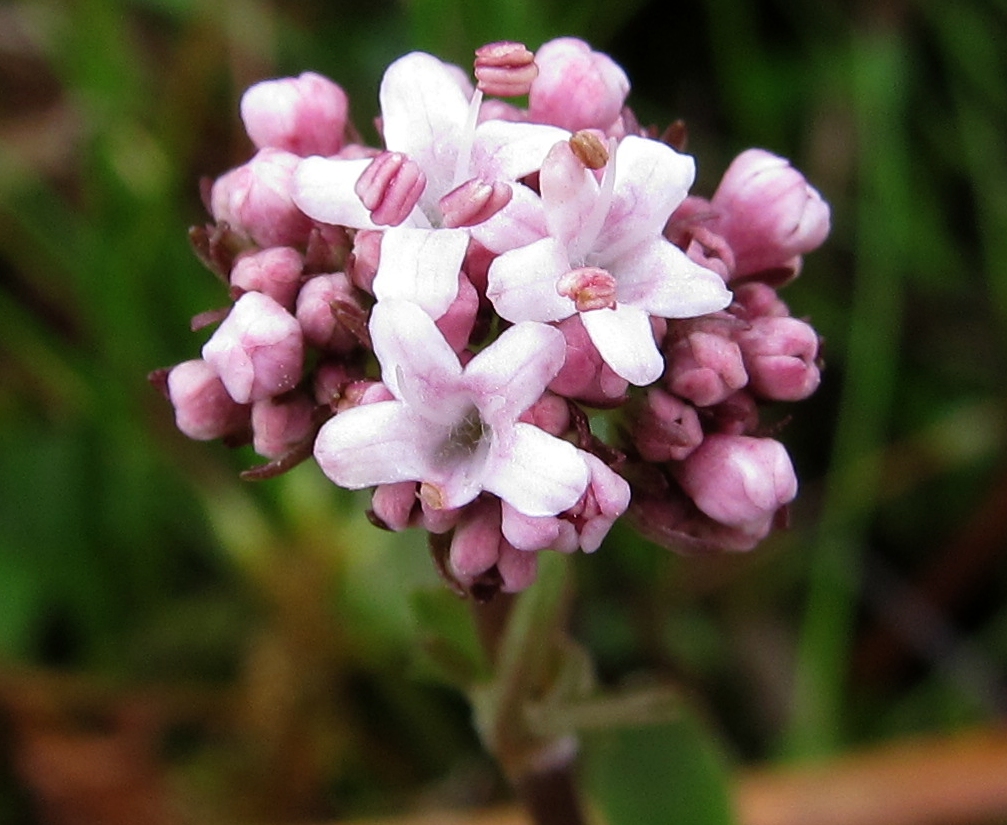 Изображение особи Valeriana dioica.