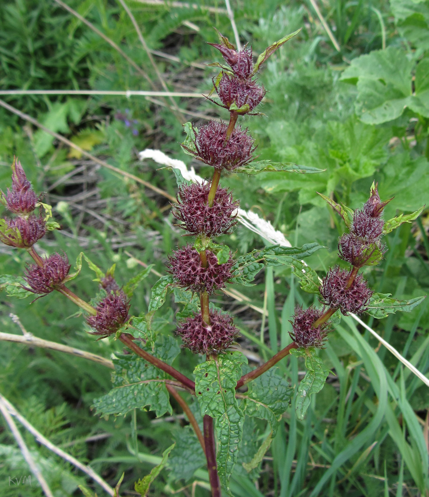 Image of Phlomoides tuberosa specimen.