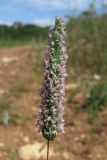 Phleum subulatum. Соцветие. Крым, Севастополь, между мысом Фиолент и Караньской балкой. 27 мая 2012 г.