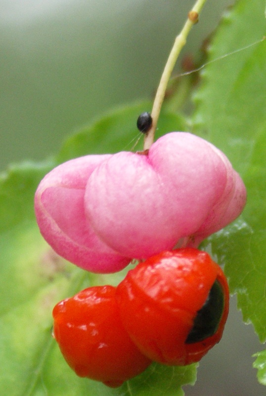 Изображение особи Euonymus verrucosus.