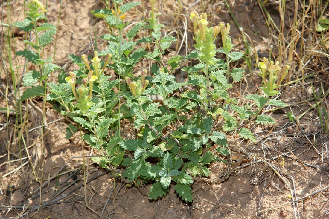 Image of Scutellaria adenostegia specimen.