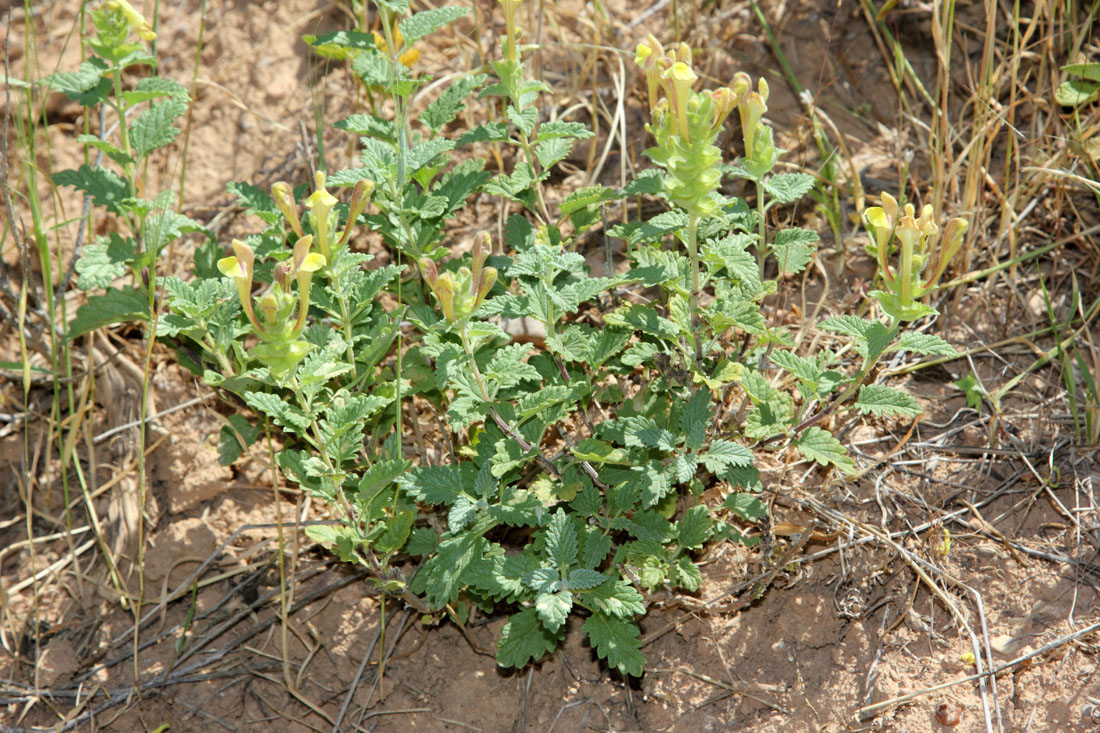 Изображение особи Scutellaria adenostegia.