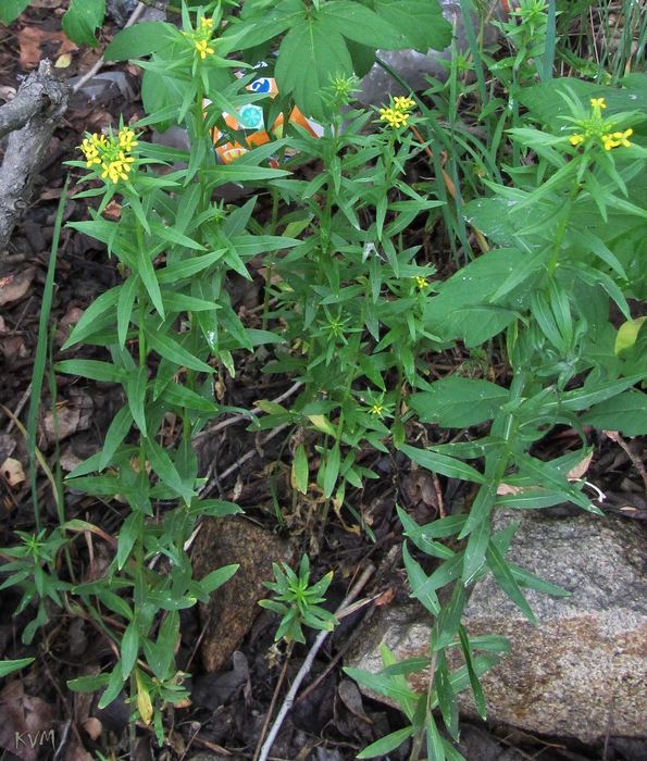 Image of Erysimum cheiranthoides specimen.