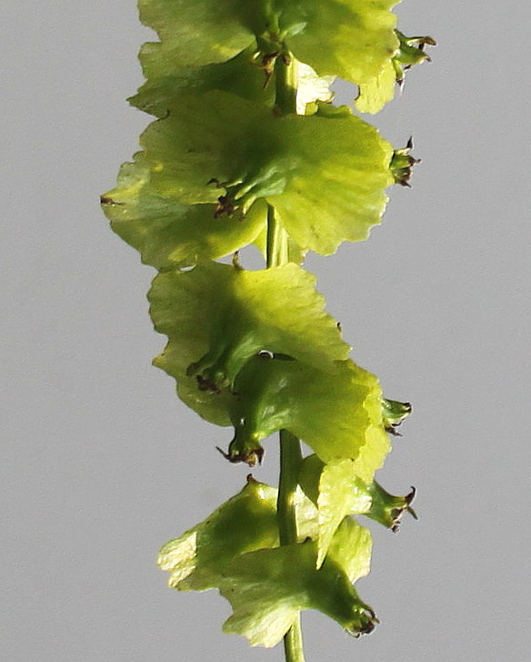 Image of Pterocarya fraxinifolia specimen.