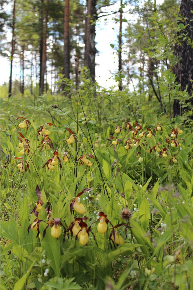 Изображение особи Cypripedium calceolus.