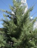Cupressus arizonica. Средняя часть кроны дерева с женскими шишками. Зап. Крым, г. Саки, центр города. 29.08.2011.