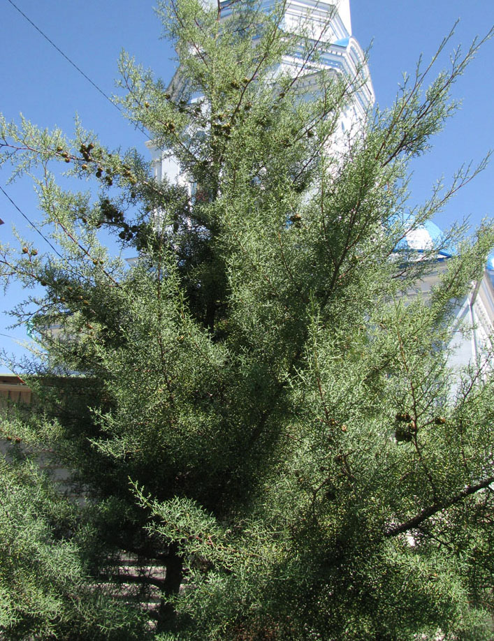 Image of Cupressus arizonica specimen.