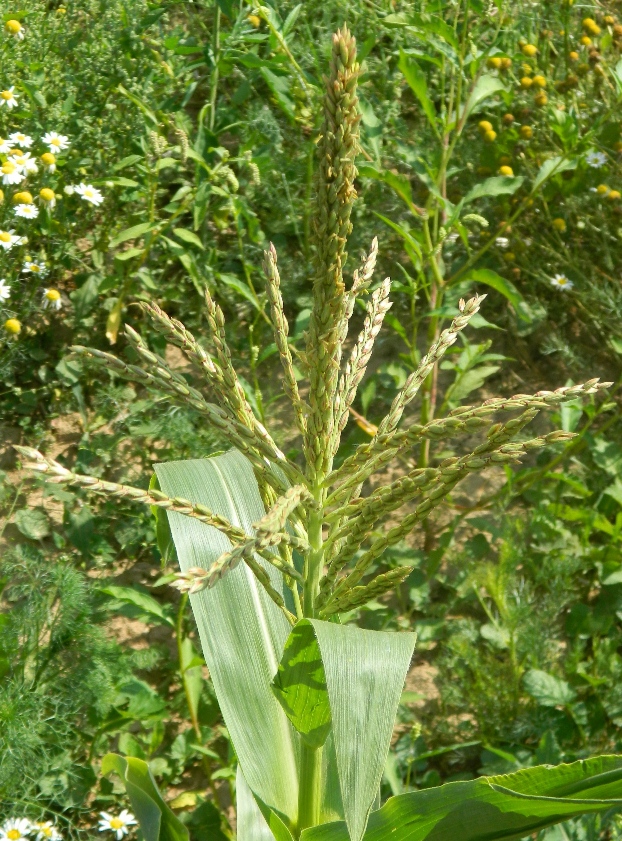 Image of Zea mays specimen.