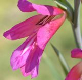 Gladiolus italicus