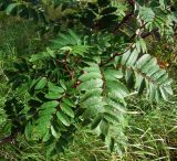 Sorbus aucuparia ssp. glabrata