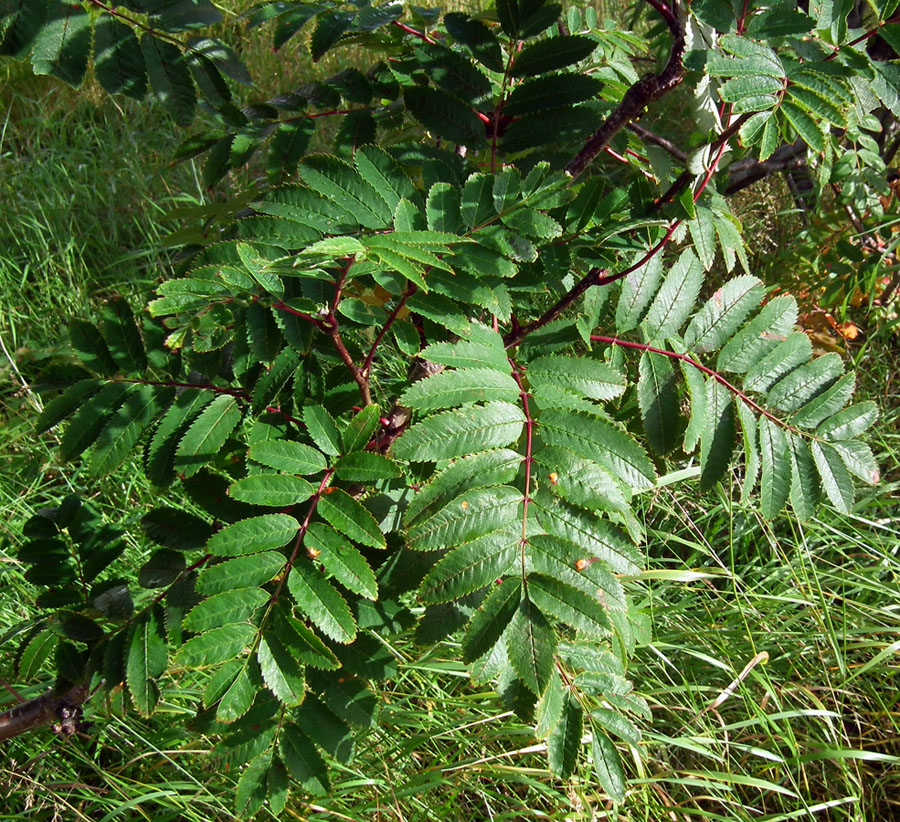 Image of Sorbus aucuparia ssp. glabrata specimen.