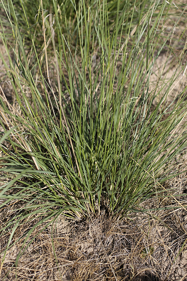 Image of Achnatherum caragana specimen.