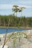 Cenolophium fischeri