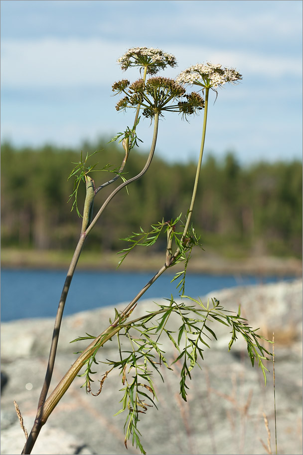 Изображение особи Cenolophium fischeri.