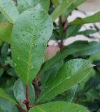 Photinia × fraseri. Листья средней части растения ('Red Robin'). Нидерланды, г. Venlo, \"Floriada 2012\". 11.09.2012.
