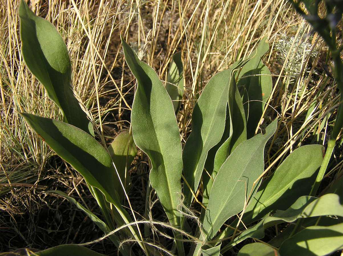 Image of Goniolimon tataricum specimen.