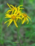 Ligularia calthifolia