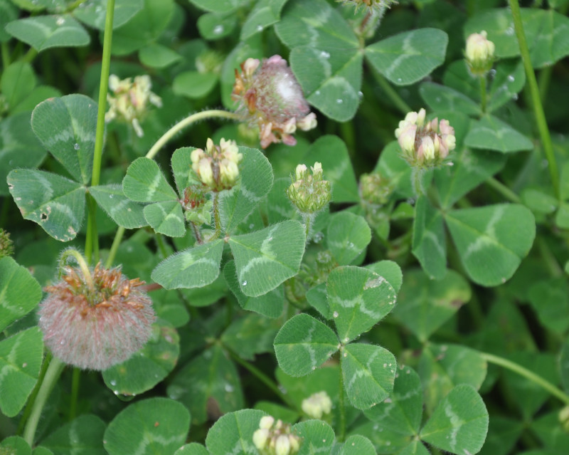 Изображение особи Trifolium globosum.
