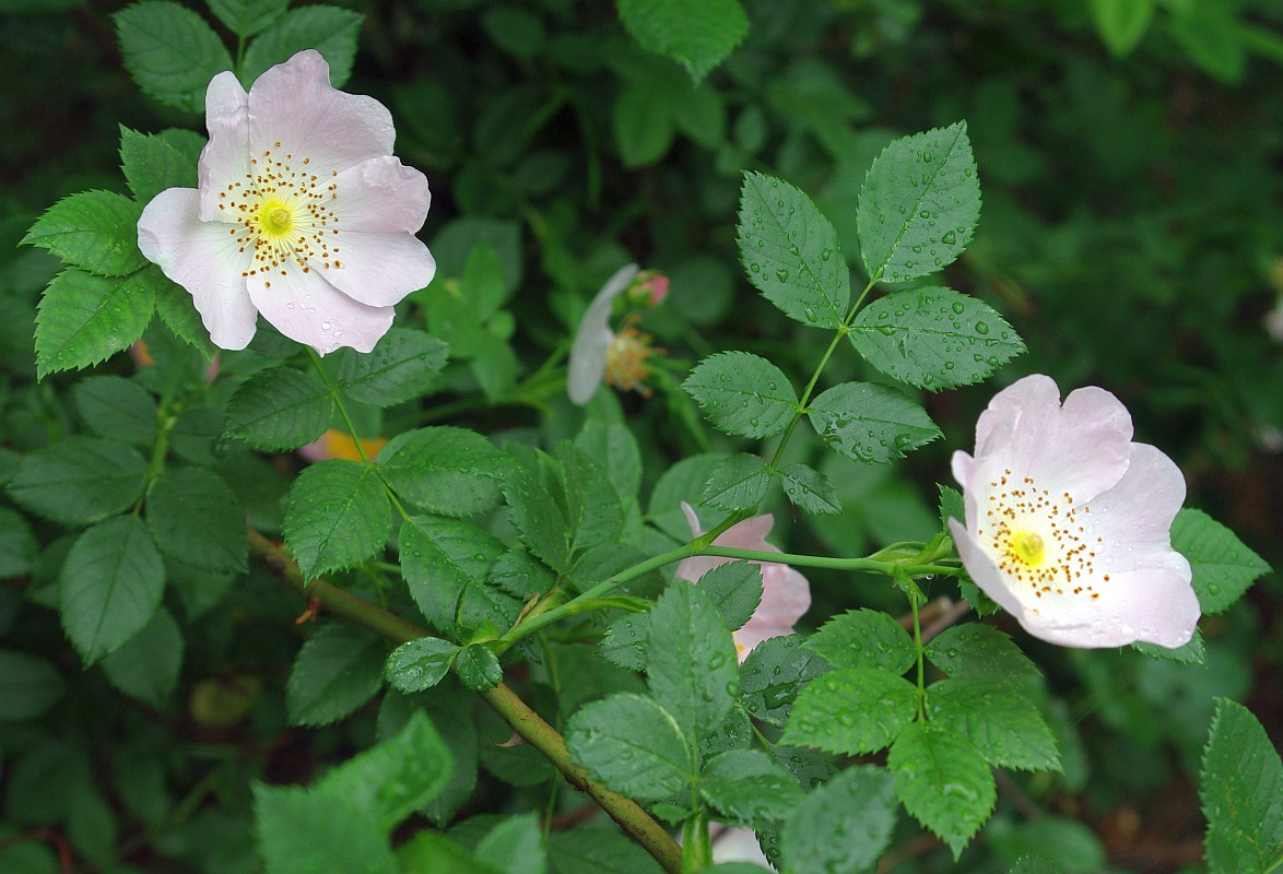 Image of genus Rosa specimen.