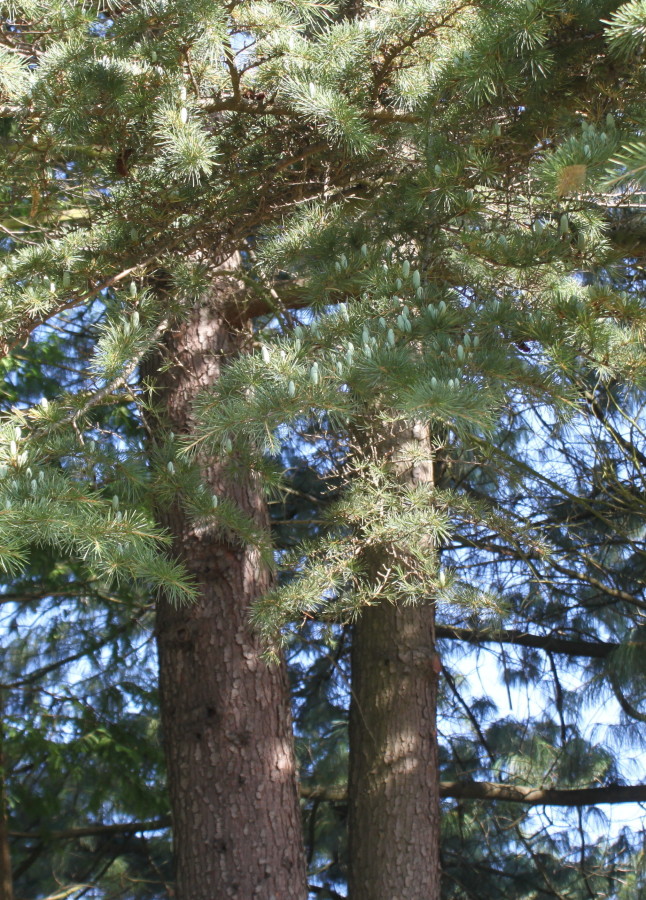 Image of Cedrus deodara specimen.