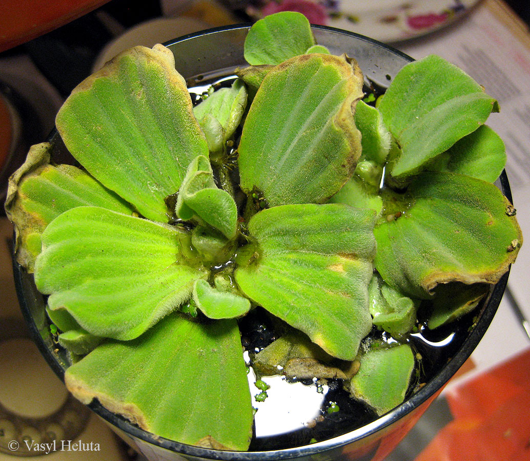 Изображение особи Pistia stratiotes.