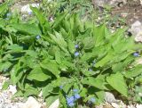 Omphalodes verna