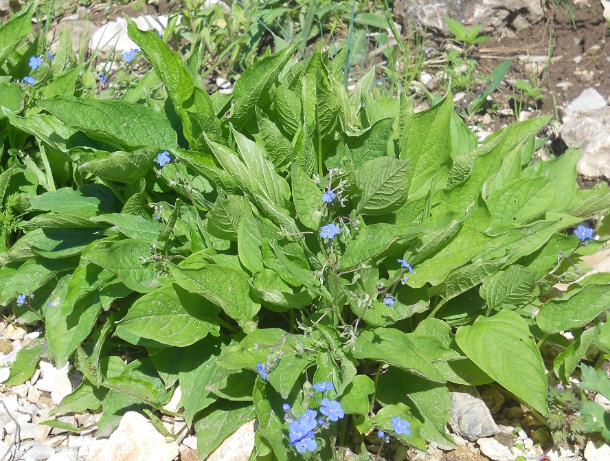 Изображение особи Omphalodes verna.